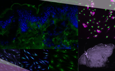 体外(功效、毒理)实验室 - 苏州华搏生物检测有限公司